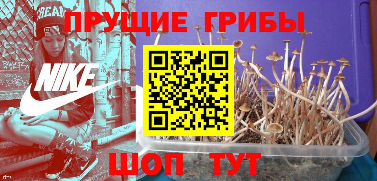 Псилоцибиновые грибы Magic Shrooms  Вход с VPN  Дмитров  сколько стоит  Галлюциногенные грибы Cubensis 
